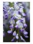 Wisteria Sinensis (Chinese Wisteria), Close-Up by Mark Bolton Limited Edition Print