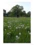 Oak Tree (Quercus) In Meadow With Dandelion Seedheads by Mark Bolton Limited Edition Pricing Art Print