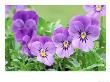 Viola X Sorbet Blue Heaven (Horned Violet) by Michael Davis Limited Edition Print