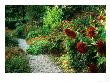 Gravel Path Meandering Through Hot Border With Planting Of Spiky Red Dahlias by Mark Bolton Limited Edition Print