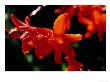 Crocosmia Syn, Antholyza, Curtonus, Warburton Red (Red Hot Poker), Bright Orange Flower by Mark Bolton Limited Edition Print