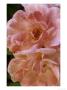 Clair Matin, Rose Modern Shrub Rose by Mark Bolton Limited Edition Print