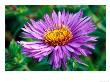 Aster Novae-Angliae, Close-Up Of Purple Flower by Mark Bolton Limited Edition Print