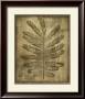 Sepia Drenched Fern I by Nancy Slocum Limited Edition Print