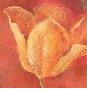 Brilliant Tulip by Annie Saint Leger Limited Edition Print