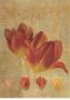 Blush Tulips by Fabrice De Villeneuve Limited Edition Print