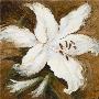 Lily Whites I by Anne Searle Limited Edition Pricing Art Print