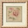 Coral Rose On Antique Linen by Cheri Blum Limited Edition Print