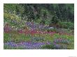 Meadow Of Subalpine Lupine And Magenta Paintbrush, Mt. Rainier National Park, Washington, Usa by Jamie & Judy Wild Limited Edition Print