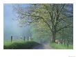 Foggy Road And Oak Tree, Cades Cove, Great Smoky Mountains National Park, Tennessee, Usa by Darrell Gulin Limited Edition Print