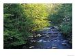Elkmount Area, Great Smoky Mountains National Park, Tennessee, Usa by Darrell Gulin Limited Edition Print