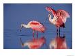 Roseate Spoonbills Feeding by Charles Sleicher Limited Edition Print
