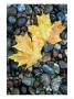 Maple Leaves On Pebble Beach, Lake Superior, Pictured Rocks National Lakeshore, Michigan, Usa by Claudia Adams Limited Edition Print