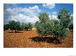 Olive Trees In Provence, France by David Barnes Limited Edition Print