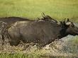 African Buffalo, Syncerus Caffer, Charging Through Water by Beverly Joubert Limited Edition Pricing Art Print