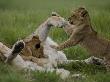 African Lion Cubs, Panthera Leo, Playing With An Adult by Beverly Joubert Limited Edition Print
