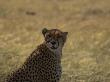 A Cheetah, Acinonyx Jubatus, Sitting In The Shade by Beverly Joubert Limited Edition Print