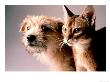 Cat And Dog by Daniel Fort Limited Edition Print