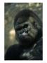 Gorilla In San Diego Wild Animal Park, Ca by John Luke Limited Edition Print