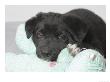 Puppy Lying On Stuffed Animal Toy by Steve Starr Limited Edition Pricing Art Print