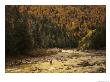 Fly-Fisherman Lays Out A Perfect Cast In Search Of Atlantic Salmon by Paul Nicklen Limited Edition Print