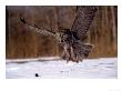 Great Gray Owl Flying, Rowley, Ma by Harold Wilion Limited Edition Print
