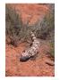 Gila Monster, Heloderma Suspectum by Erwin Nielsen Limited Edition Print