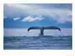 Humpback Whale Tail by Stuart Westmoreland Limited Edition Print
