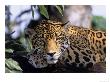 Jaguar In Natural Habitat, Belize by Lynn M. Stone Limited Edition Print