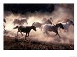 Wild Horses, Grand Teton National Park, Wy by David Trask Limited Edition Pricing Art Print