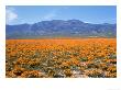 Spring, California Poppies, Gorman, Ca by Mark Gibson Limited Edition Pricing Art Print