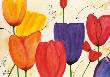 Tulpenspiel by Sylvia Haigermoser Limited Edition Print