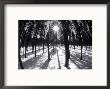 Trees And Shadows, Summit County, Co by Bob Winsett Limited Edition Print