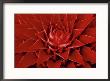 Large Flower Of The Pineapple Family, Borro Colorado Island, Panama by Christian Ziegler Limited Edition Print