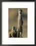 A Meerkat Stands With Her Young At Her Feet by Chris Johns Limited Edition Print
