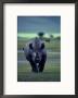 Red-Billed Oxpeckers Cling To A Black Rhinoceros by George F. Mobley Limited Edition Print