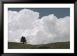 A Lone Ponderosa Pine Tree Under A Cloud-Filled Sky by Annie Griffiths Belt Limited Edition Pricing Art Print