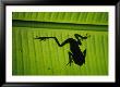 A Tree Frog Silhouetted Against A Brilliant Green Leaf by Joel Sartore Limited Edition Print