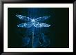 A Model Of A Dragonfly In A Wind Tunnel Shows The Pattern Of Air Passing Over The Insect by Paul Chesley Limited Edition Print