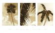 South Beach Palms by Rene Griffith Limited Edition Print