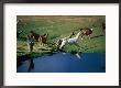 Llamas Leaping Over Spring Fed Water, Volcan Isluga National Park, Chile by Aaron Mccoy Limited Edition Print