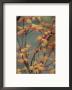 Close View Of Japanese Beni Tsukasa Maple Leaves (Acer Palmatum) by Darlyne A. Murawski Limited Edition Print