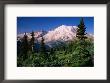 Mt. Rainier And Emmons Glacier From The Sunrise Area Of Mt. Rainier National Park by John Elk Iii Limited Edition Print