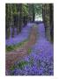 Spring Bluebell Woodlands, Hertfordshire, Uk by David Clapp Limited Edition Print