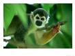 Squirrel Monkey, Looking, Colombian Amazon by Patricio Robles Gil Limited Edition Print