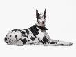 Harlequin Great Dane by David Michael Zimmerman Limited Edition Print