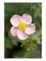 Shrubby Cinquefoil, Potentilla Fruticosa Grace Darling by Kidd Geoff Limited Edition Print