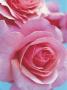 Pink Roses by Heide Benser Limited Edition Print