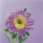 Chrysanthemum by Heide Benser Limited Edition Pricing Art Print