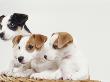 Jack Russell Terrier Puppies In Basket by Heide Benser Limited Edition Print
